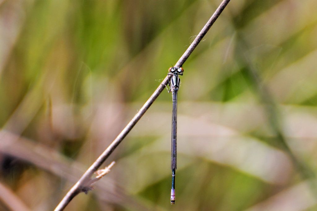 Tutte Coenagrion puella?